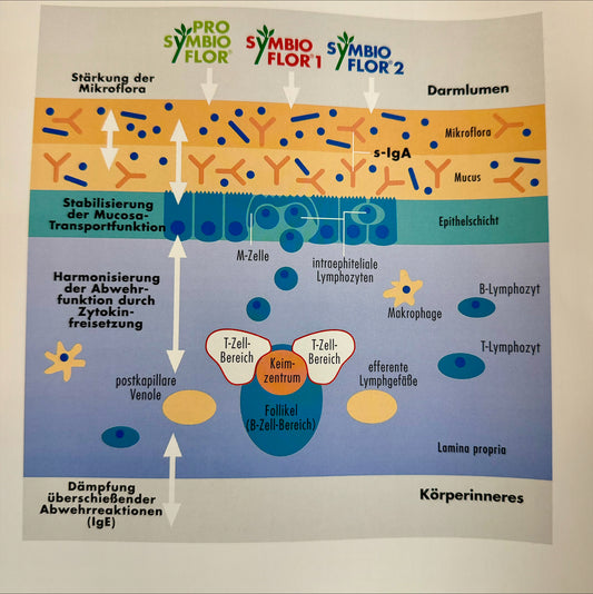 Darmflora-& Darmschleimhaut-Check